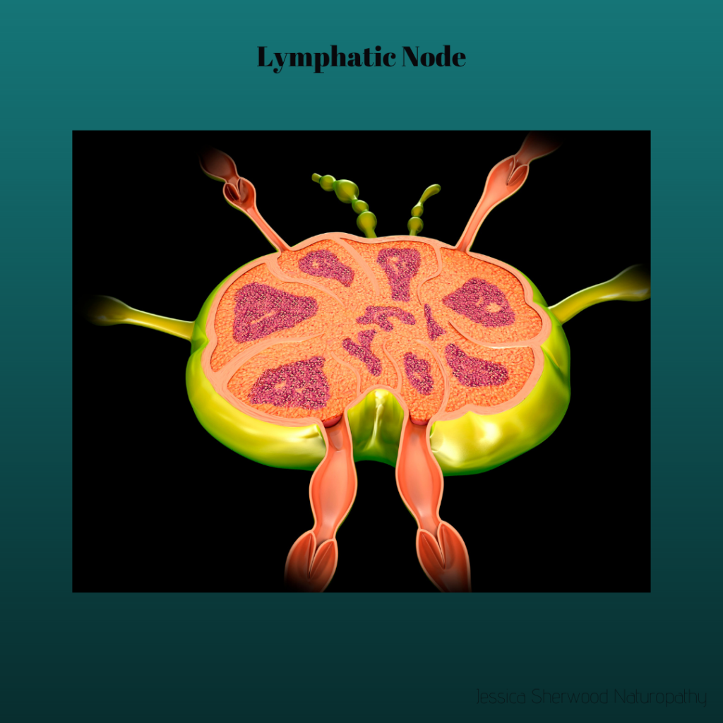 Picture of lymphatic node