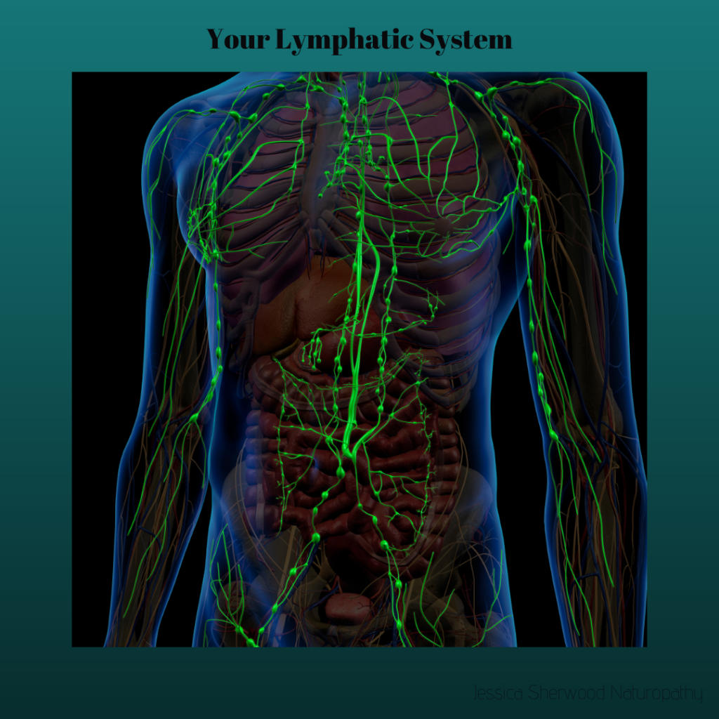 Photo of lymphatic system and lymph nodes